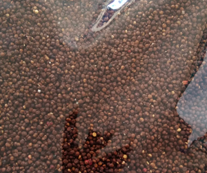 Quinoa Pop Chocolate