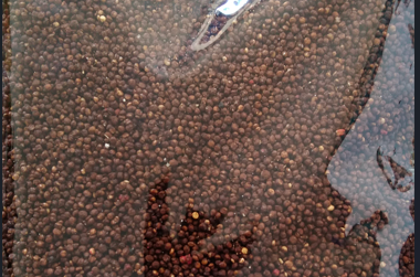 Quinoa Pop Chocolate
