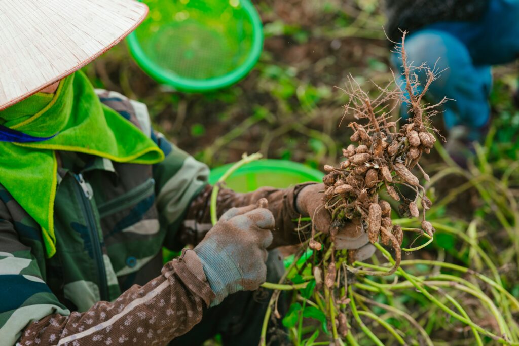 A farmer wearing traditional hat harvesting peanuts outdoors, showcasing agricultural work.